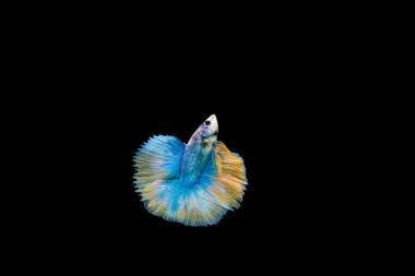 Siyam beta balığı dolu güzel bir renk. 