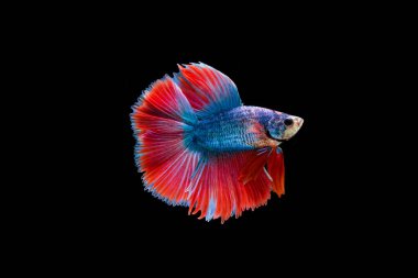 Siyam beta balığı dolu güzel bir renk. 