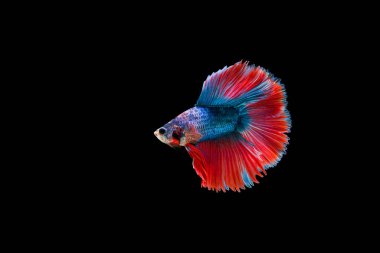 Siyam beta balığı dolu güzel bir renk. 