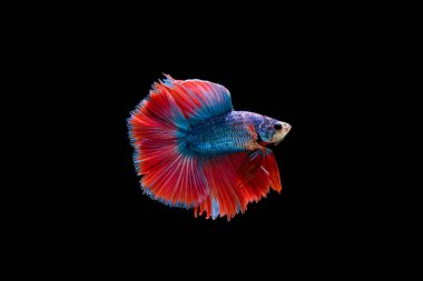 Siyam beta balığı dolu güzel bir renk. 