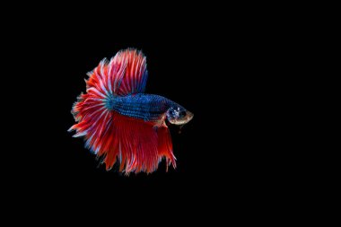 Siyam beta balığı dolu güzel bir renk. 