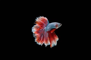 Siyam beta balığı dolu güzel bir renk. 