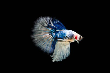 Siyam beta balığı dolu güzel bir renk. 