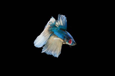 Siyam beta balığı dolu güzel bir renk. 