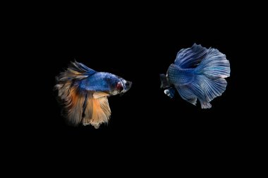 Siyam beta balığı dolu güzel bir renk. 