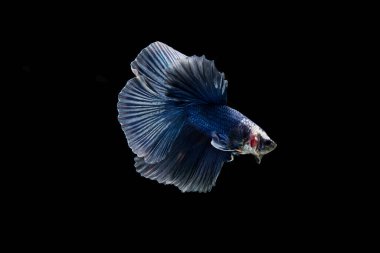 Siyam beta balığı dolu güzel bir renk. 