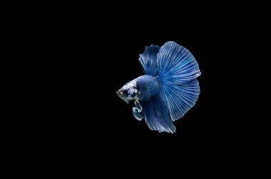 Siyam beta balığı dolu güzel bir renk. 