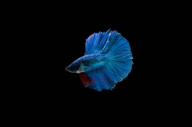 Siyam beta balığı dolu güzel bir renk. 