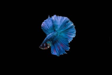 Siyam beta balığı dolu güzel bir renk. 