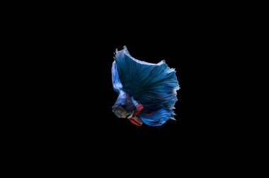 Siyam beta balığı dolu güzel bir renk. 