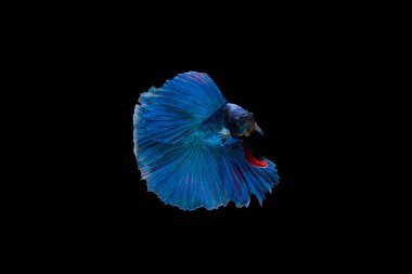 Siyam beta balığı dolu güzel bir renk. 