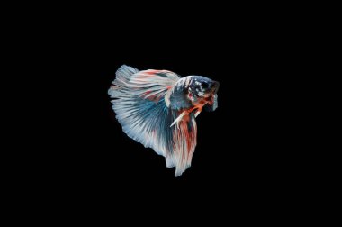 Siyam beta balığı dolu güzel bir renk. 