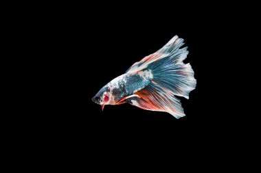 Siyam beta balığı dolu güzel bir renk. 