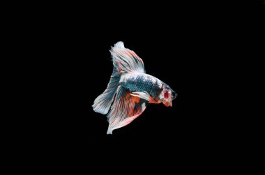 Siyam beta balığı dolu güzel bir renk. 