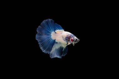 Siyam beta balığı dolu güzel bir renk. 