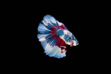 Siyam beta balığı dolu güzel bir renk. 