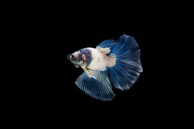 Siyam beta balığı dolu güzel bir renk. 