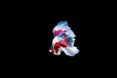 Siyam beta balığı dolu güzel bir renk. 
