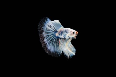 Siyam beta balığı dolu güzel bir renk. 