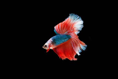 Siyam beta balığı dolu güzel bir renk. 