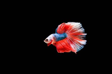 Siyam beta balığı dolu güzel bir renk. 