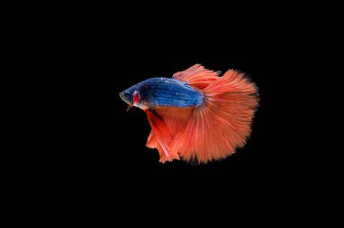 Siyam beta balığı dolu güzel bir renk. 