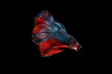 Siyam beta balığı dolu güzel bir renk. 
