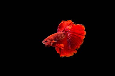 Siyam beta balığı dolu güzel bir renk. 