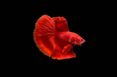 Siyam beta balığı dolu güzel bir renk. 