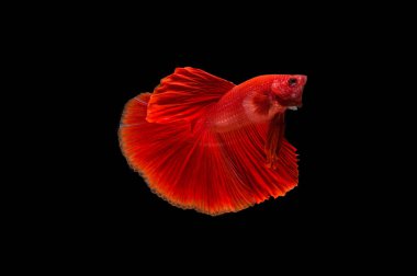 Siyam beta balığı dolu güzel bir renk. 