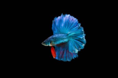 Siyam beta balığı dolu güzel bir renk. 