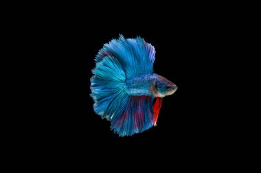 Siyam beta balığı dolu güzel bir renk. 
