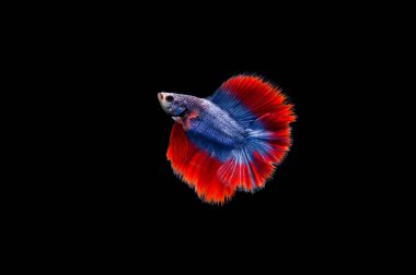Siyam beta balığı dolu güzel bir renk. 