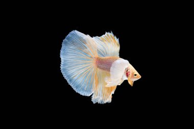 Siyam beta balığı dolu güzel bir renk. 