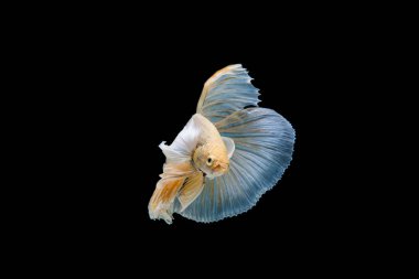 Siyam beta balığı dolu güzel bir renk. 