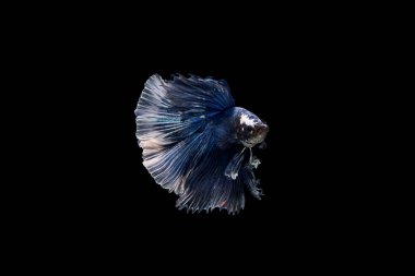 Siyam beta balığı dolu güzel bir renk. 