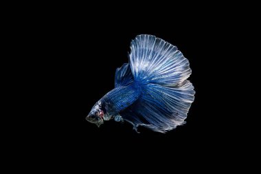 Siyam beta balığı dolu güzel bir renk. 