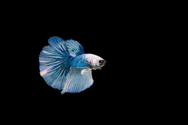 Hermoso Colorido Pez Betta Siamés — Foto de Stock