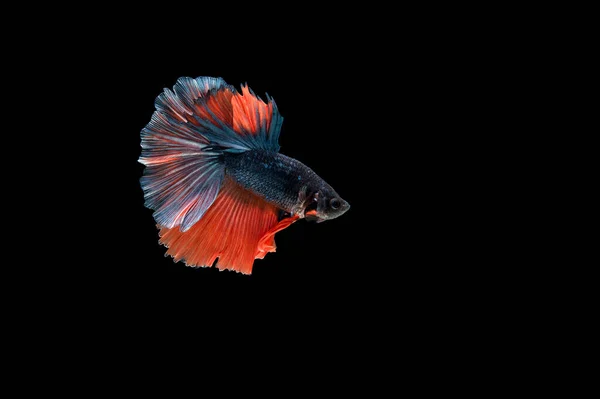 Bella Colorata Pesce Betta Siamese — Foto Stock