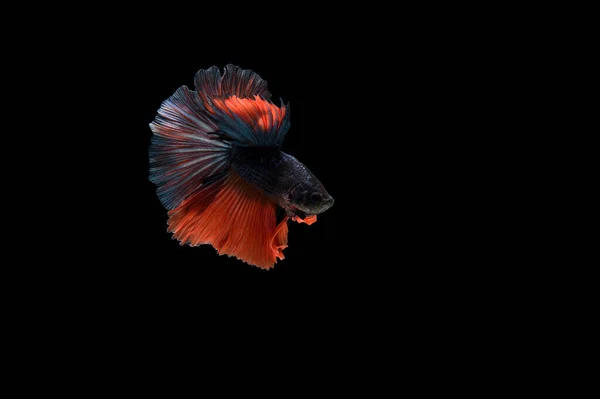Piękne Kolorowe Syjamskie Ryby Betta — Zdjęcie stockowe
