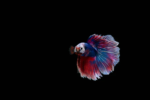 Bella Colorata Pesce Betta Siamese — Foto Stock