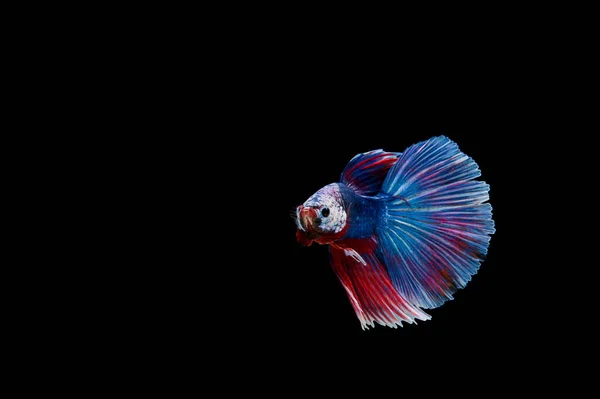 Прекрасная Разноцветная Сиамская Рыба Бетта — стоковое фото