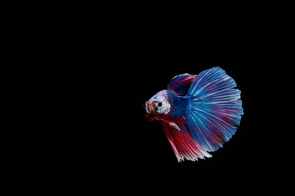 Belo Colorido Peixe Betta Siamês — Fotografia de Stock