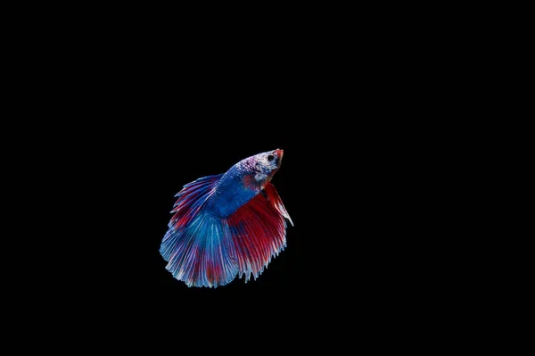 Bella Colorata Pesce Betta Siamese — Foto Stock