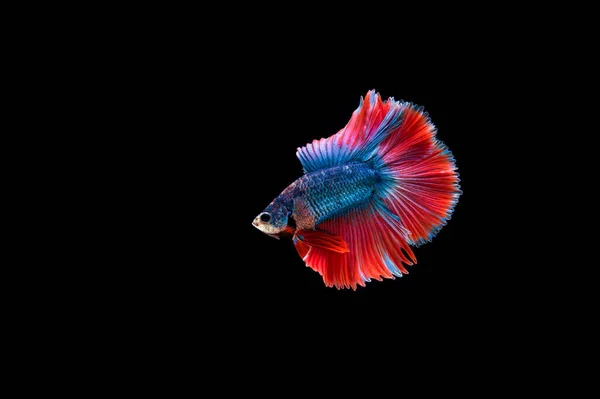 Belo Colorido Peixe Betta Siamês — Fotografia de Stock