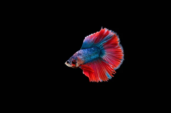 Belo Colorido Peixe Betta Siamês — Fotografia de Stock