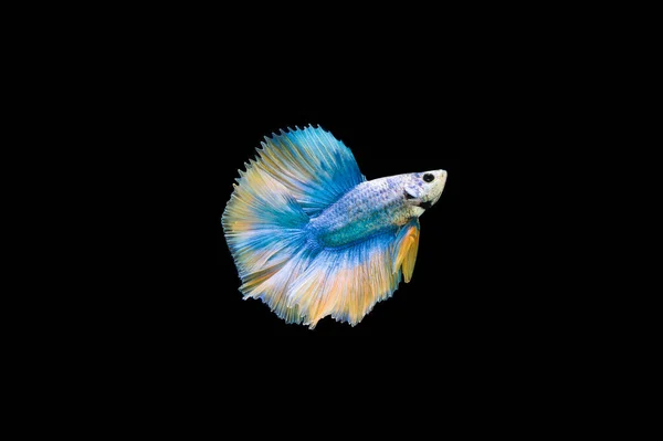 Prachtige Kleurrijke Siamese Betta Vis — Stockfoto