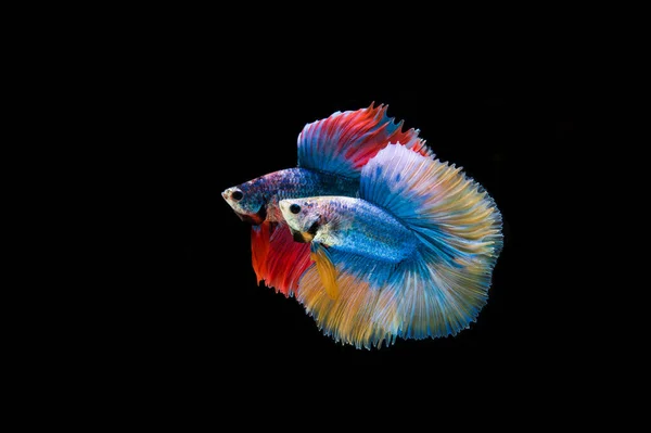 Bella Colorata Pesce Betta Siamese — Foto Stock