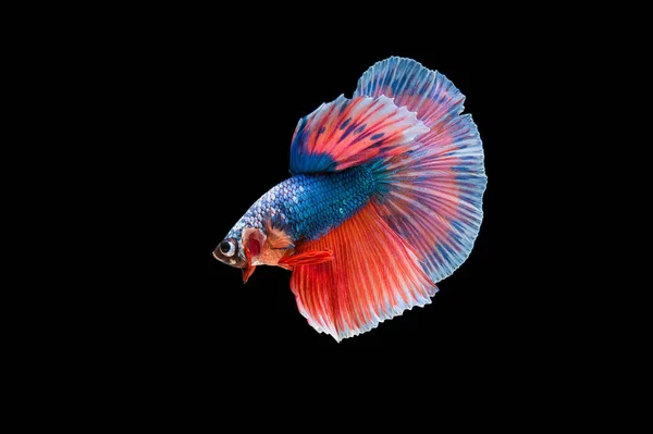 Vackra Färgglada Siamesiska Betta Fisk — Stockfoto