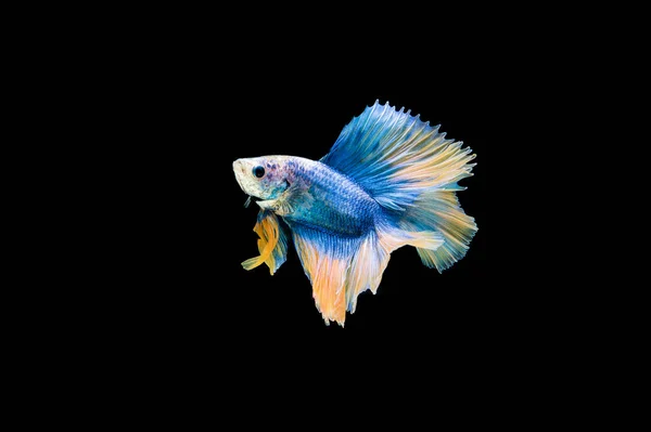 Belo Colorido Peixe Betta Siamês — Fotografia de Stock